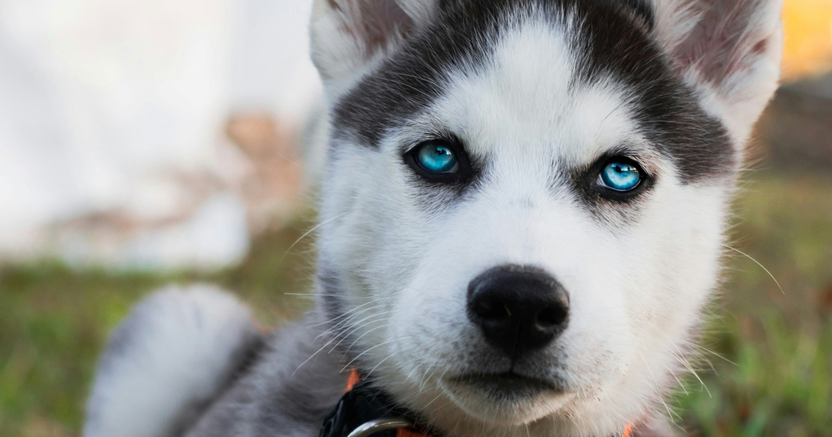 Sedam pasmina pasa s najljepšim očima