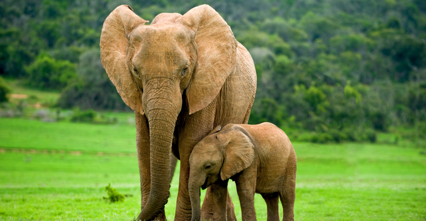 Istraživači imaju dokaze da slonovi sahranjuju svoje mladunce i oplakuju ih