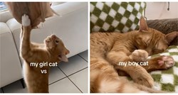 Vlasnica prikazala razlike između muške i ženske mačke, mnogi su oduševljeni