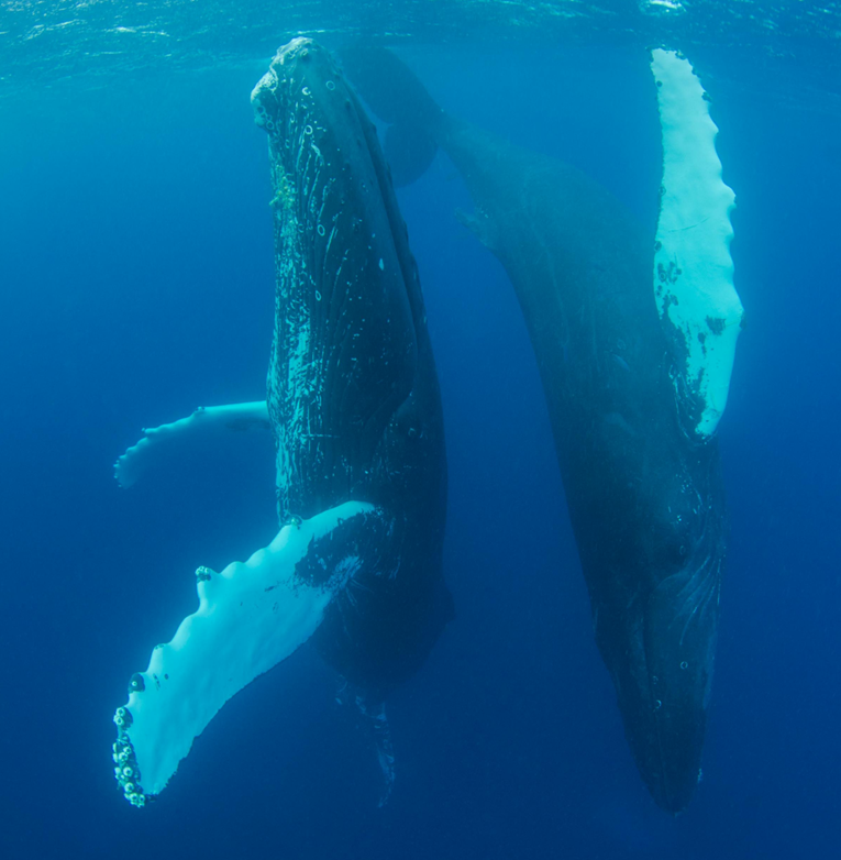 Opasni virus prvi put otkriven u arktičkim vodama, može biti smrtonosan za kitove