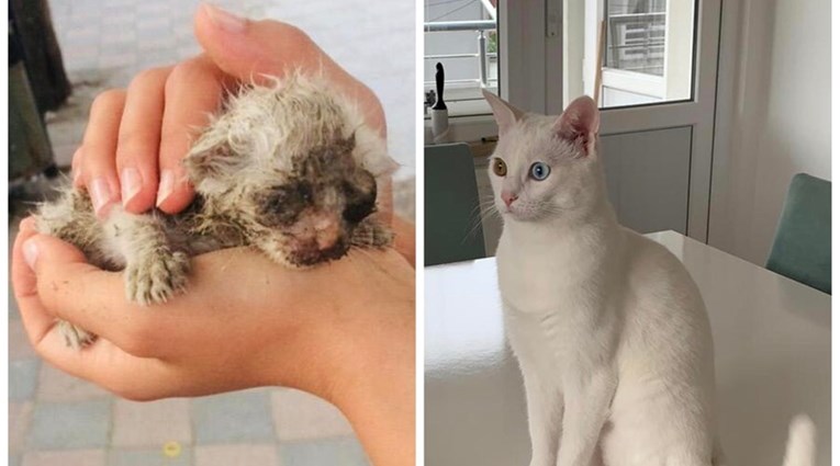 Nevjerojatne transformacije: Pogledajte fotografije mačaka prije i nakon udomljavanja