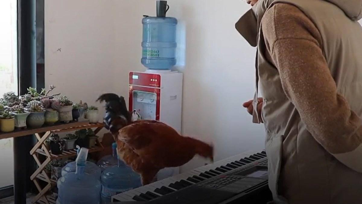 Ako ste mislili da se kokoši ne mogu trenirati, varate se