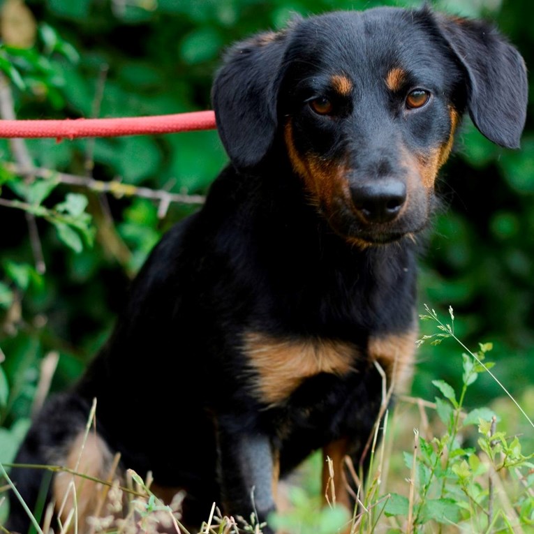 Nema ni jednu godinu, a već traži dom. Slatki Matula čeka svoje ljude