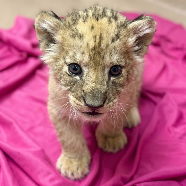 VIDEO Mladunče lava shvatilo da može rikati, zvuči preslatko