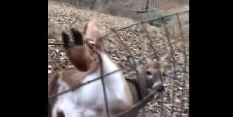 VIDEO Lovci spasili zarobljenog jelena, njegova reakcija je nevjerojatna