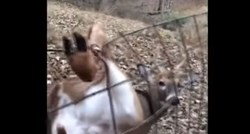 VIDEO Lovci spasili zarobljenog jelena, njegova reakcija je nevjerojatna