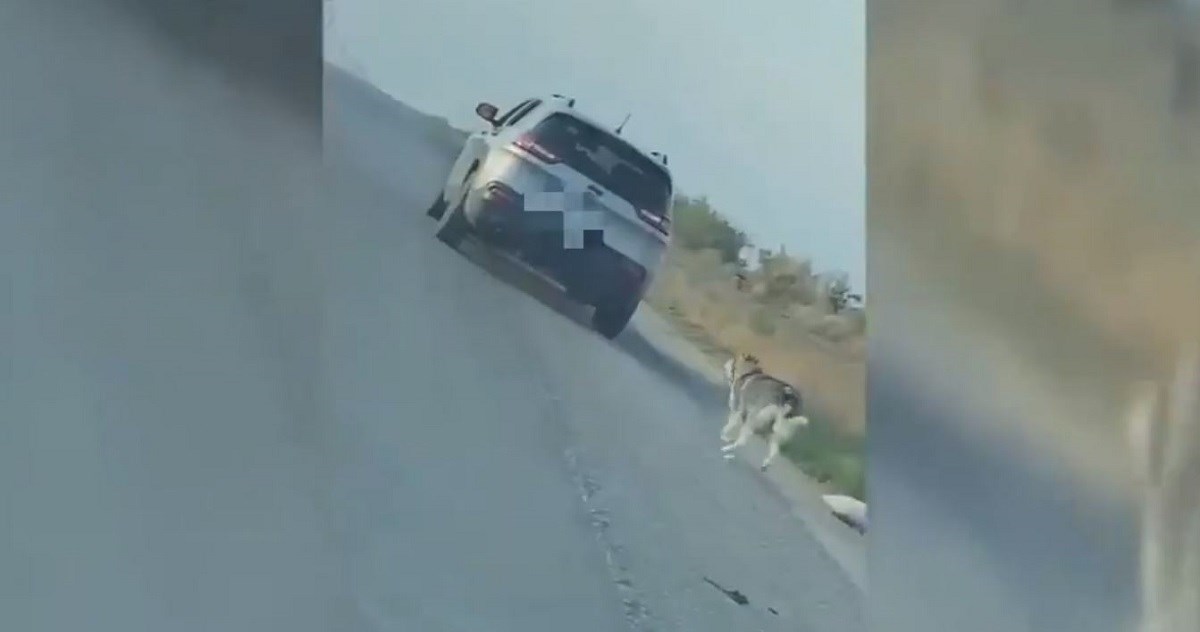 Snimka koja je ljudima slomila srce: Ostavio haskija uz cestu i odvezao se...