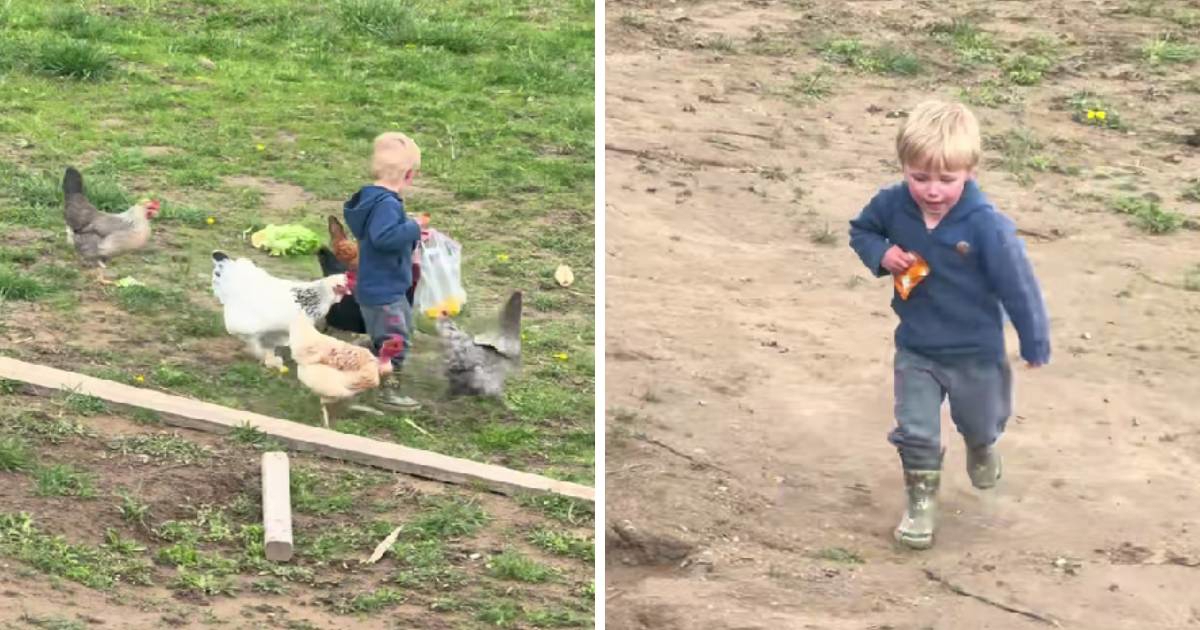 Dječak pokušao nahraniti kokoši, nastao je kaos 😂