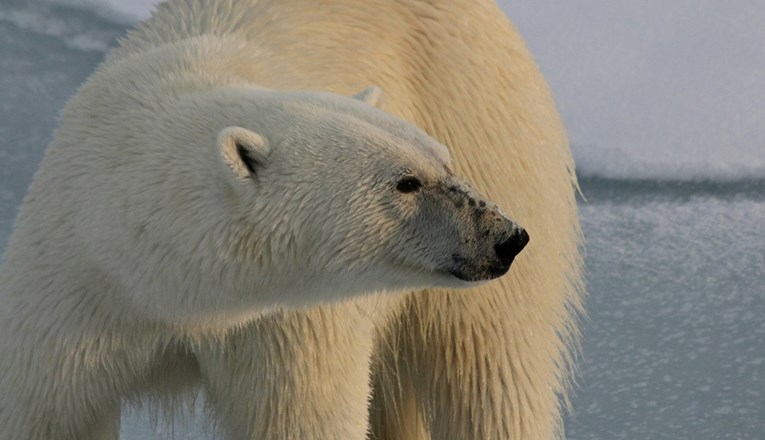 Policija na Islandu ustrijelila polarnog medvjeda koji je došao do vikendica