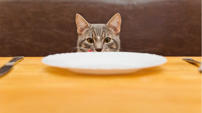 VIDEO Saznajte kako pravilno nahraniti mačku
