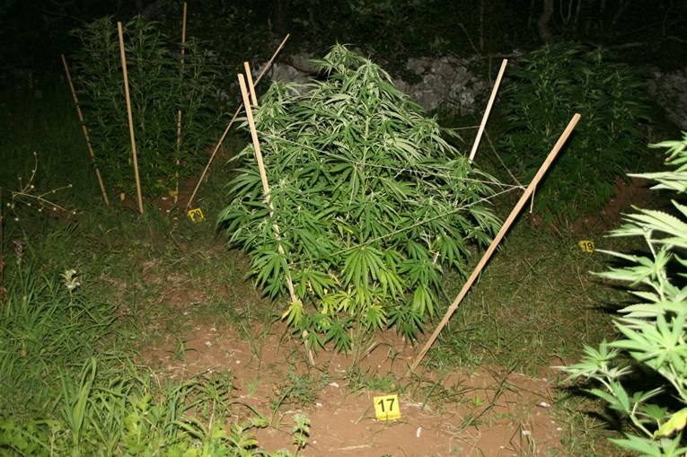 Policija u Dugom Selu otkrila improvizirani laboratorij za uzgoj trave