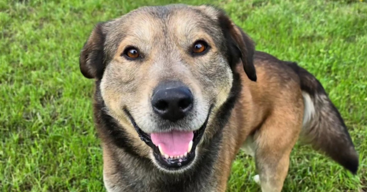 Neo traži svoju sreću: Nježan i odan pas spreman je za novi početak