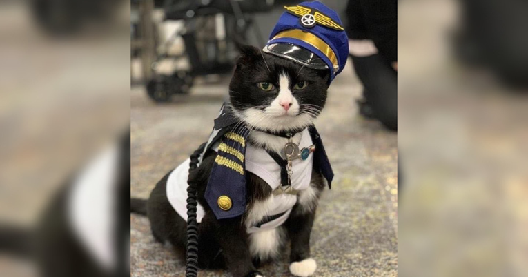 Aerodrom u San Franciscu ima terapijskog mačka. Pomaže putnicima da se riješe stresa