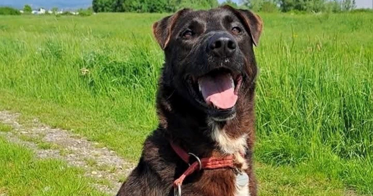 Godinama je u skloništu, a nitko nikad nije poslao upit za njega. Pomozimo Terryju