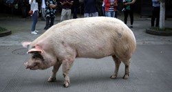 Policajci u Njemačkoj satima lovili nestašnu svinju Hildegard