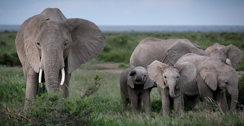 Predsjednik Bocvane prijeti Njemačkoj: Deportirat ćemo vam 20.000 slonova