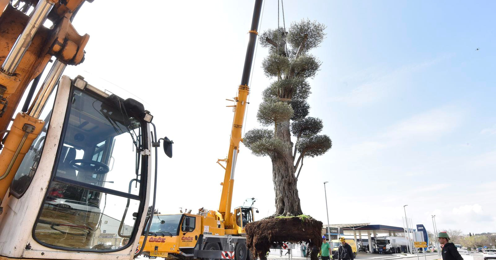 VIDEO Na ulazu u Vodice posađena maslina od 12 metara
