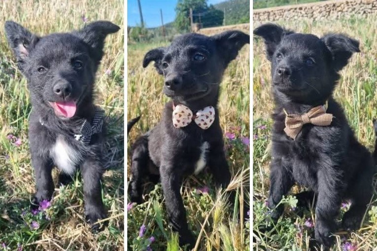 Pet psića pronađeno je u kutiji u Dalmatinskoj zagori, sada traže dom