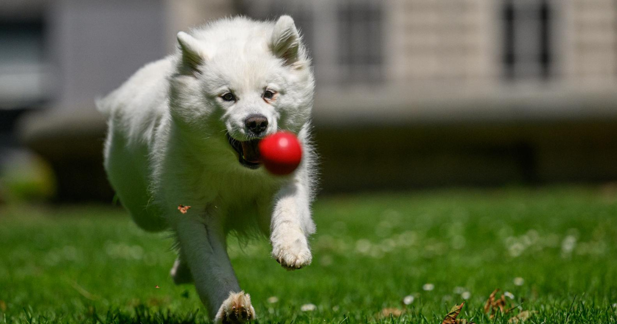 Kujica Kora trčala za lopticom na Zrinjevcu, u igri je nije omela ni vrućina