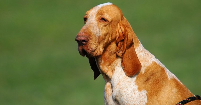 Najtvrdoglaviji pas: Ova pasmina uvijek želi imati zadnju riječ