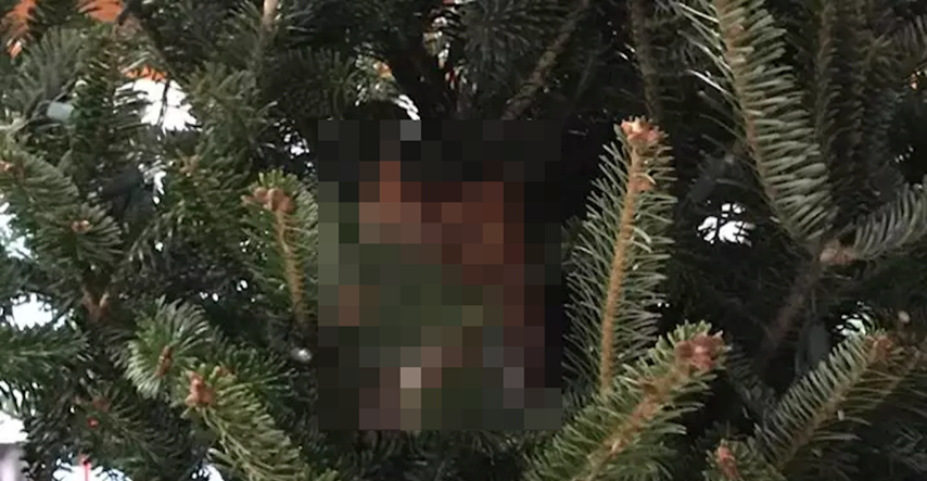 Curicu šokirala životinja koja se sakrila u božićnom drvcu, danima je živjela tu