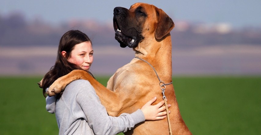 Ovo je 10 najvećih i najmanjih pasmina pasa na svijetu