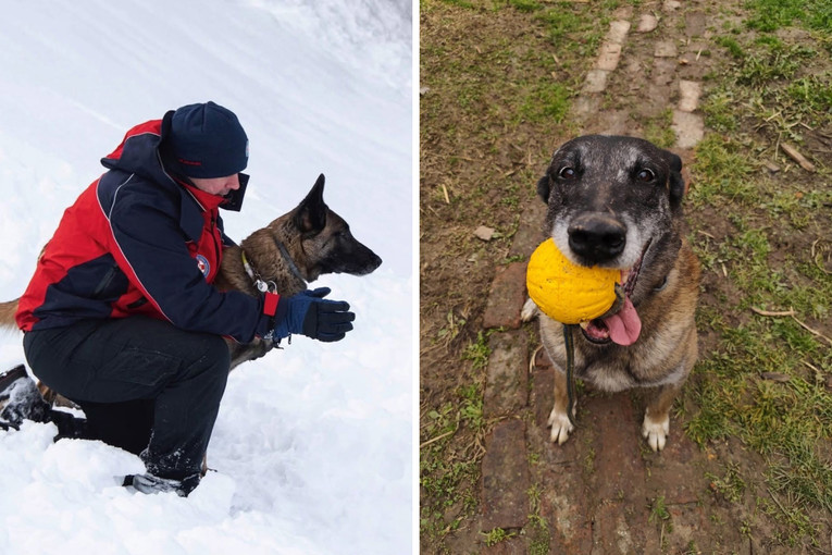 Uginuo je Quick, potražni pas HGSS-a Slavonski Brod