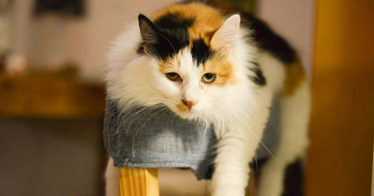 Vrućine su opasne i za mačke: Evo kako prepoznati znakove toplinskog udara