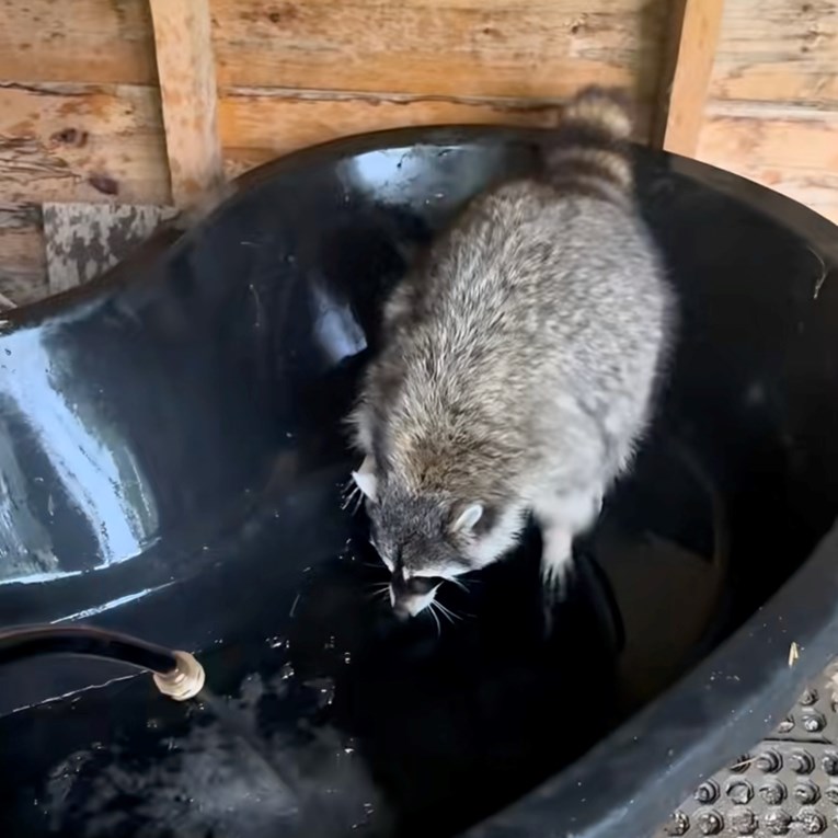 Rakun poludi od sreće kad mu vlasnica kaže da je vrijeme za kupanje