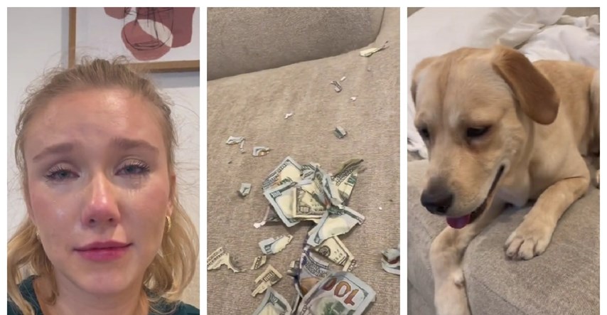 Labrador rastrgao vlasnici dvije tisuće dolara jer ga je ostavila samog kod kuće