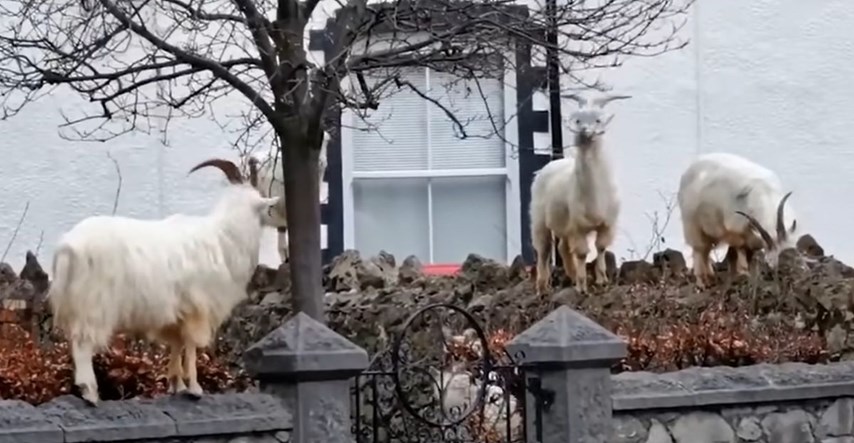 Problemi u Walesu: Divlje koze šeću ulicama i tuku se na parkiralištu