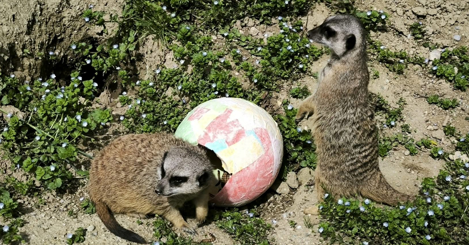 U ponedjeljak će se životinjama u zagrebačkom ZOO-u dijeliti pisanice