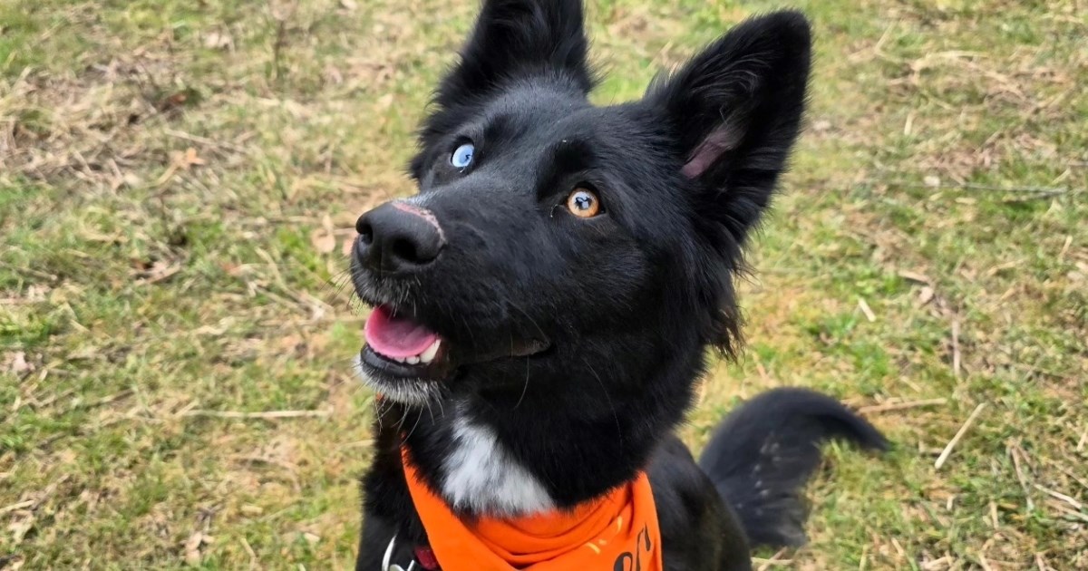 Srce puno nade: Lilly traži dom pun ljubavi i sigurnosti