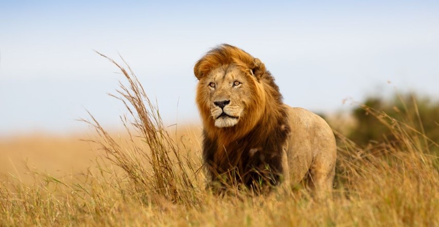 Suparnici ubili Boba Juniora, lava poznatog kao "kralj Serengetija"