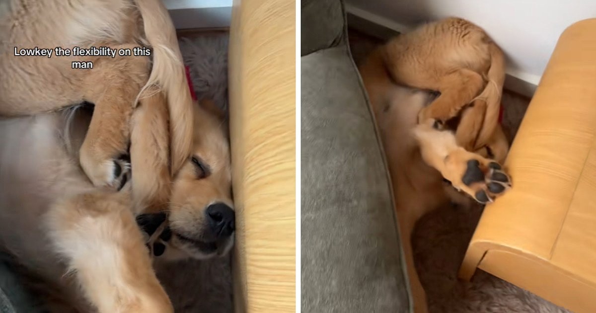 Štene zlatnog retrivera palo sa stolice i nastavilo spavati