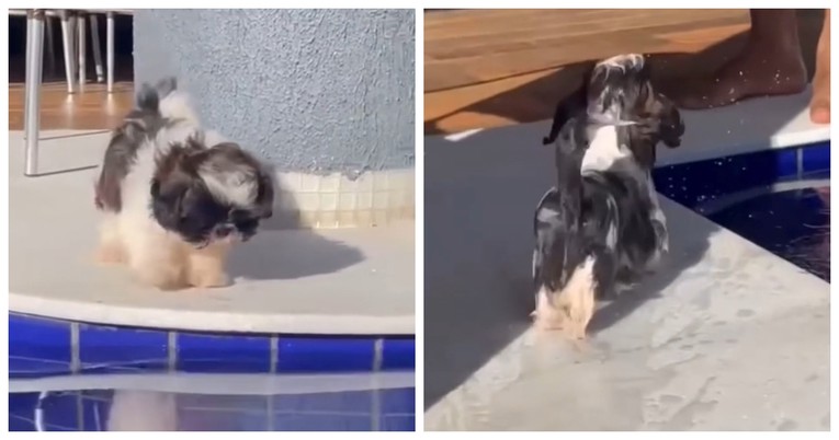 Psić se poskliznuo pa upao u bazen... Dva puta. Video je urnebesan
