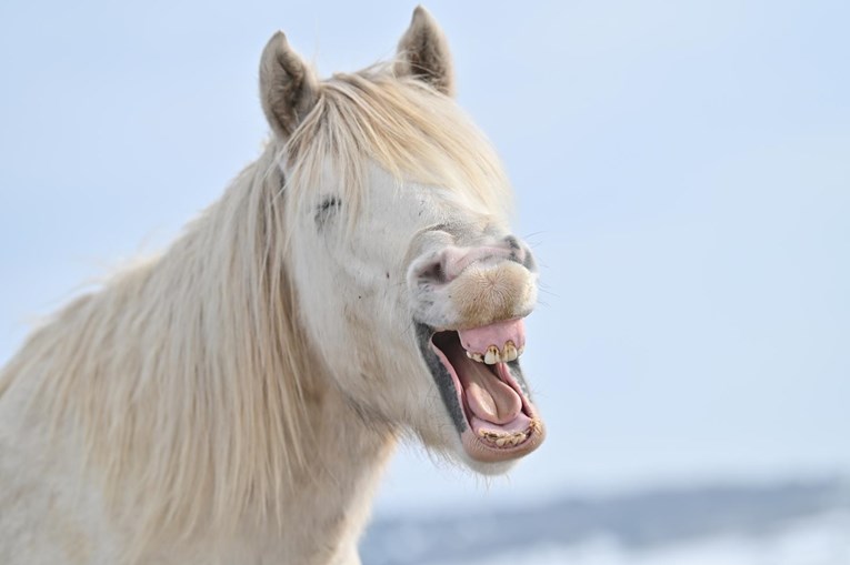 Nasmijani livanjski konj uljepšat će vam dan