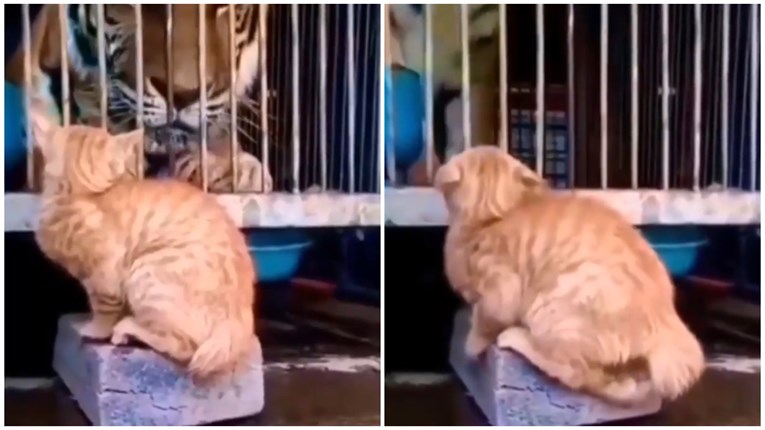 Snimka susreta mačke i tigra postala hit zbog njene reakcije