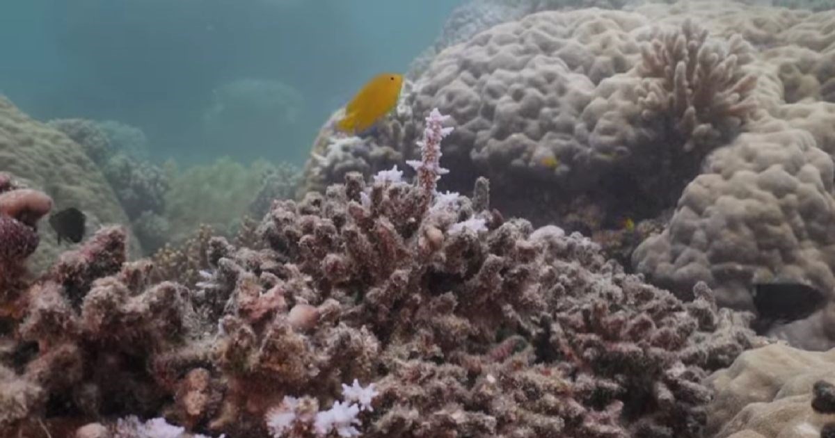 VIDEO Znak smrti &#x161;iri se po drevnom australskom koraljnom grebenu