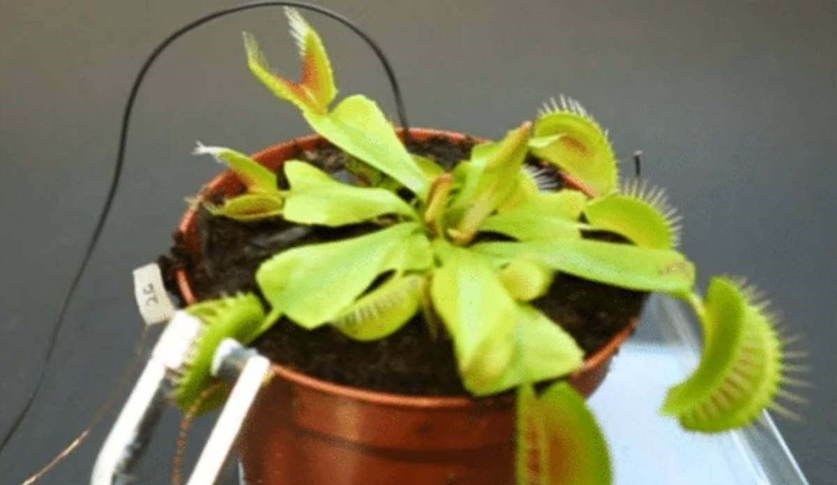 Znanstvenici otkrili da biljke mesožderke stvaraju mala magnetska polja