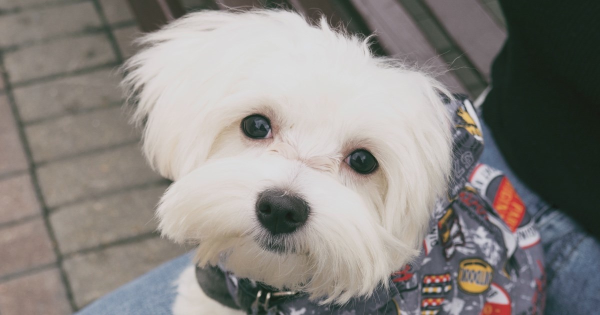 Ove pasmine pasa žive najduže