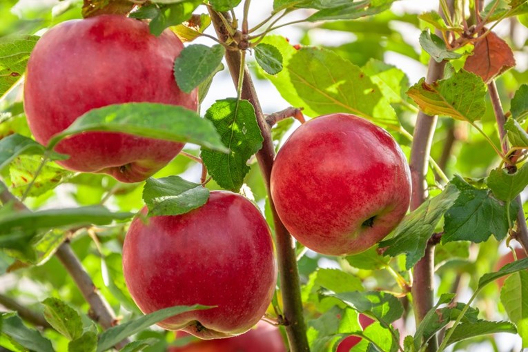 Šef voćara: Jabuke će poskupjeti oko 25%