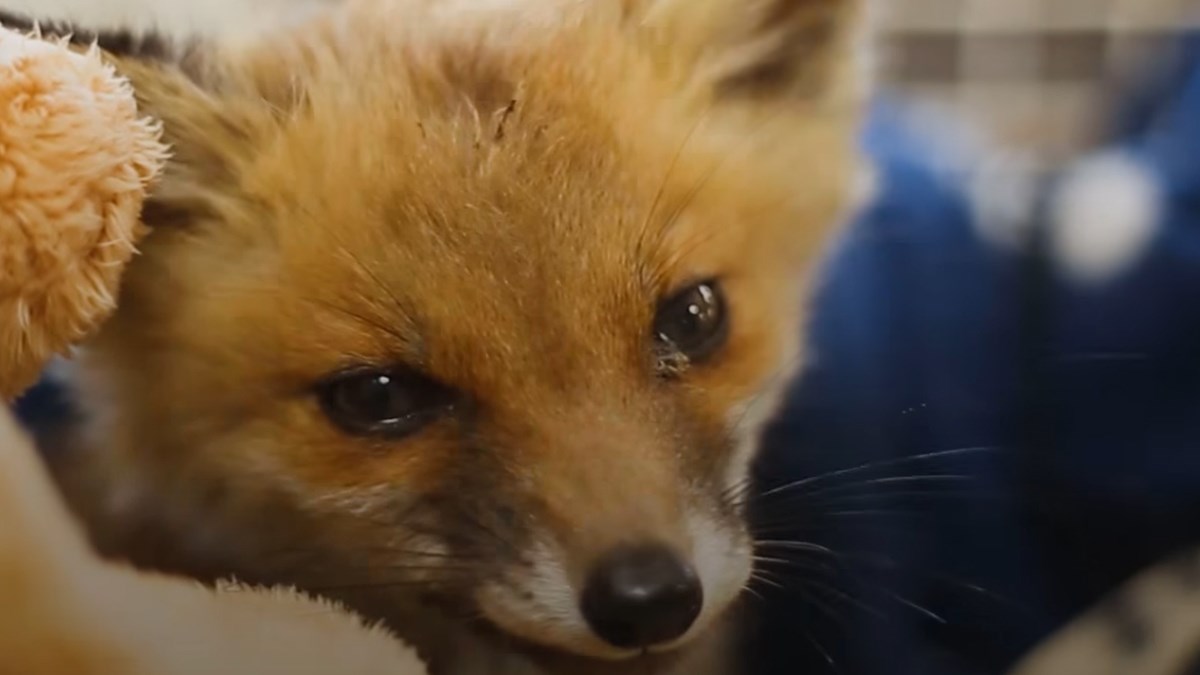 Pronašli su ranjenu lisicu i odlučili joj pomoći, a njena reakcija je posebna