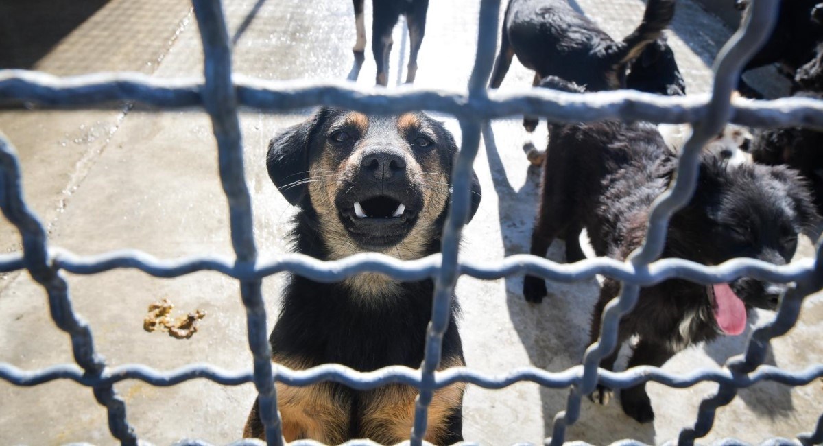 Dumovec puca po šavovima, ljudi zbog godišnjeg odmora izbacuju pse na ulicu