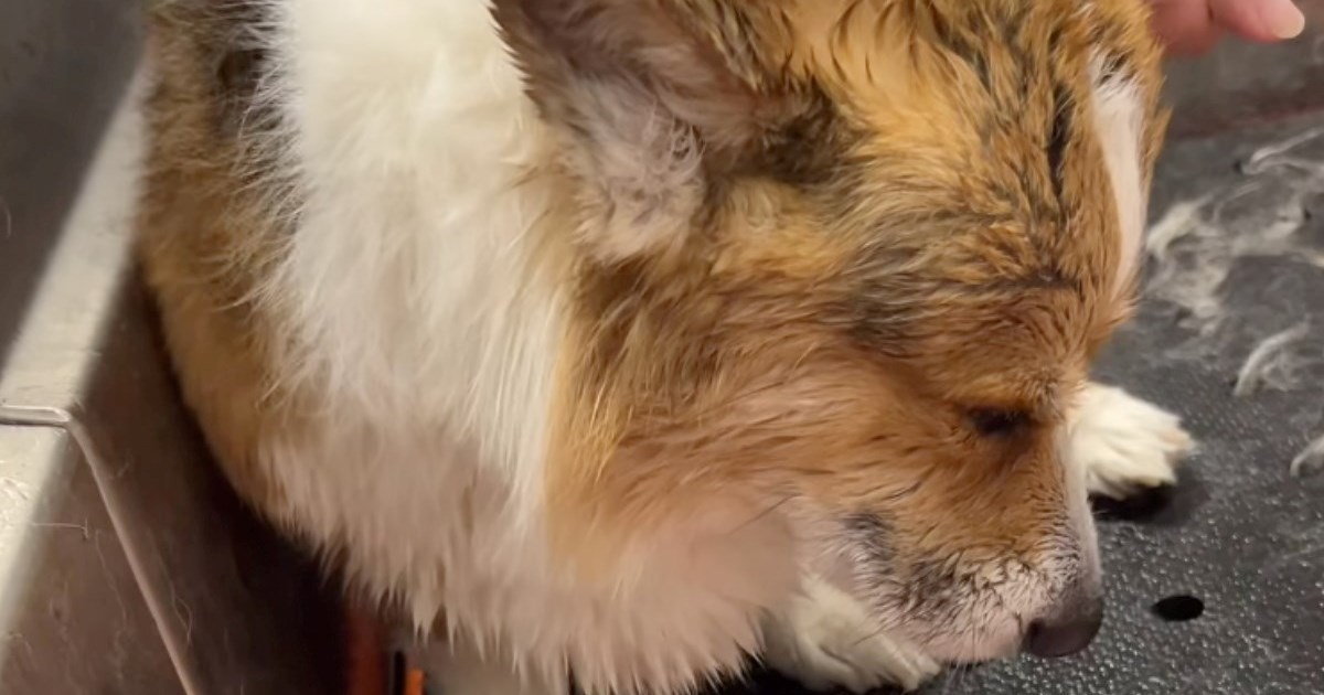 Vlasnik odveo korgija na šišanje, pas ponašanjem jasno dao do znanja što o tome misli