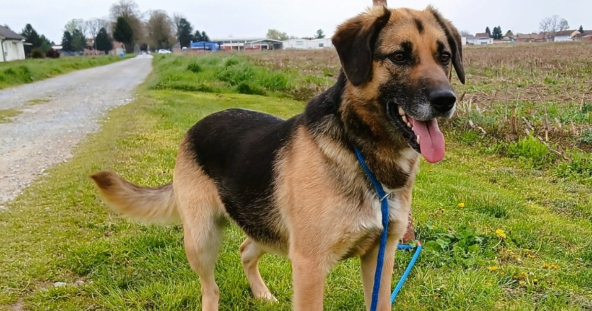 Druželjubiva Gina traži sigurnost i obitelj, pomozimo joj