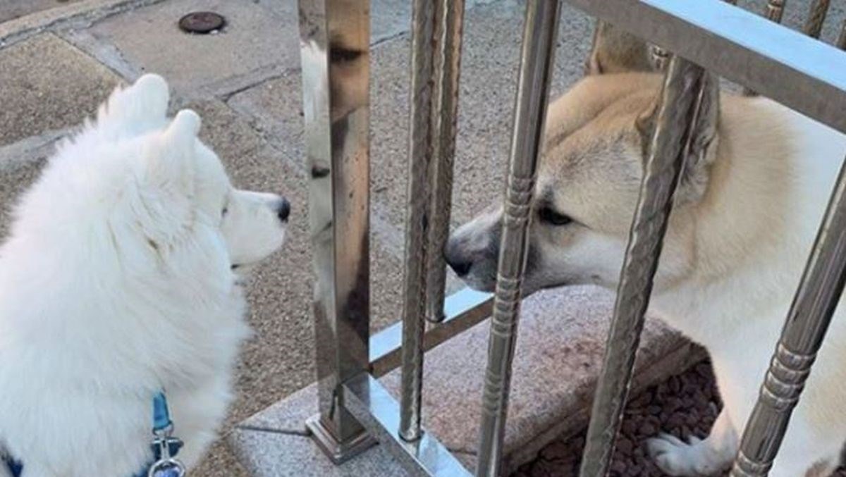 "Uvijek se tu moramo zaustaviti": Samojed tijekom svake šetnje ima samo jedan zahtjev