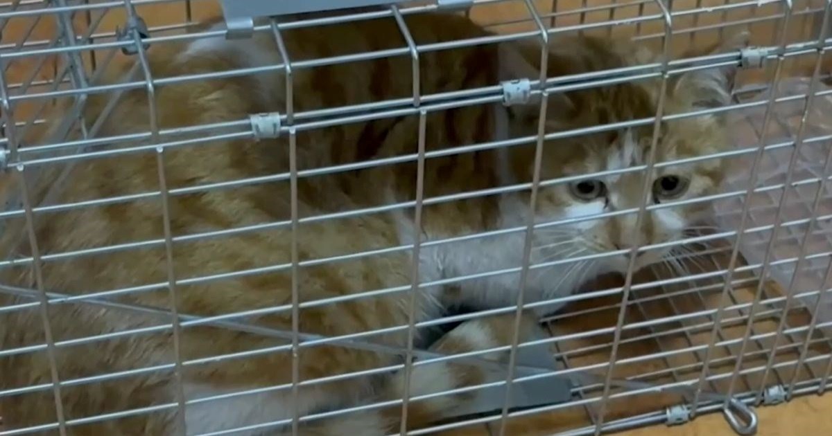 Tajni rat ljubitelja mačaka protiv sadista koji zarađuju na mučenju