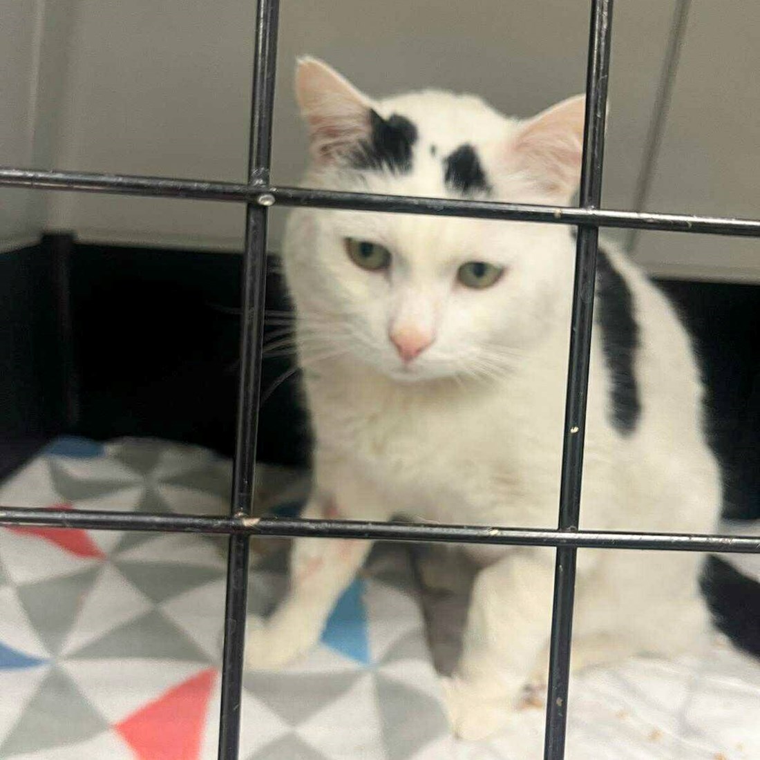 "Razbolio se, nema nikoga": Najpoznatiji šibenski mačak treba pomoć