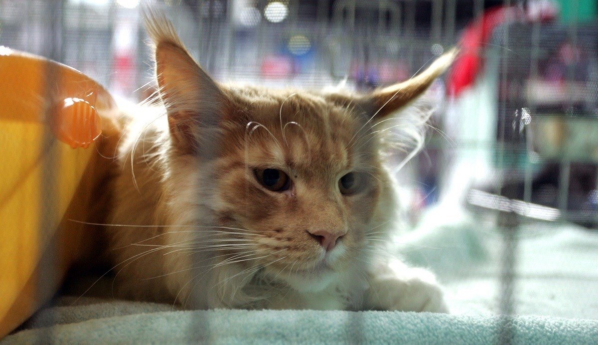 Sad postoji mobilna aplikacija koja pokazuje je li mačka sretna